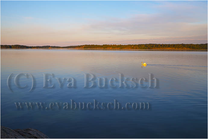 &Ouml;ver blanka vatten - foto av Eva Bucksch